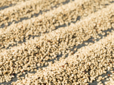 Kaffets torkningsprocess